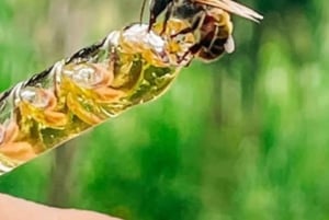 Mérida: Excursión por el Mundo de las Abejas Meliponas