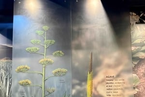 Mexico City: Agave Museums, Tastings and Mariachi Night Tour