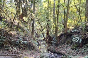 Mexico City: Cascada de Hueyapan Private Hiking Tour