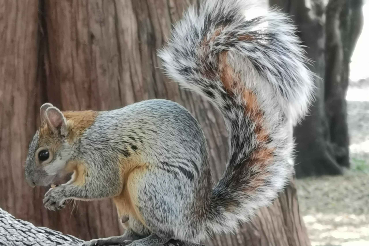 Ciudad de México: tour en bici por el parque de Chapultepec