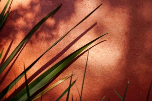 Ciudad de México: paseo fotográfico y pícnic en Chimalistac, Coyoacán