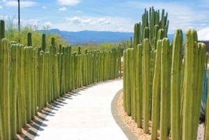 Ciudad de México: Explora los Jardines Mexicanos y el Pueblo de Tepoztlán