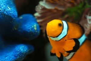Ciudad de México: Ticket de entrada rápida al Acuarium Inbursa