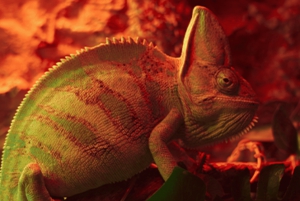 Ciudad de México: Ticket de entrada rápida al Acuarium Inbursa