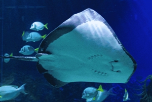 Ciudad de México: Ticket de entrada rápida al Acuarium Inbursa