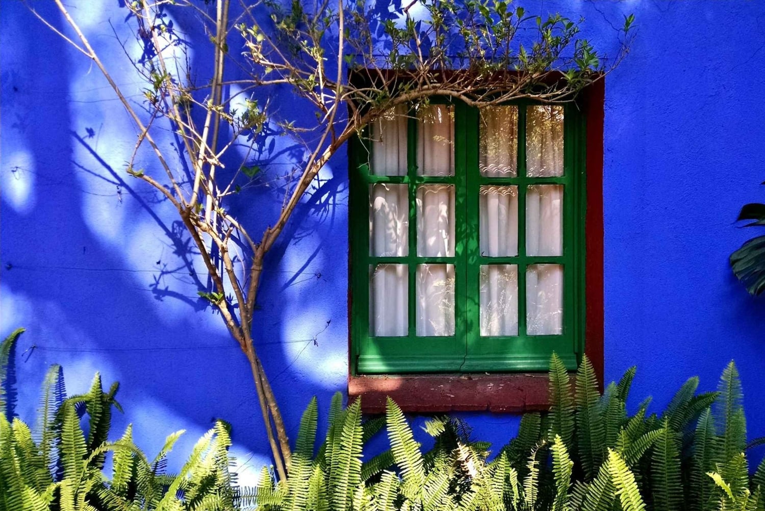 CDMX: Tour por la ciudad de Frida Kahlo, con opción a su museo y Xochimilco