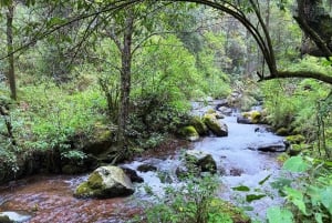 Mexico City: Guided Hike in the Dinamos Forest