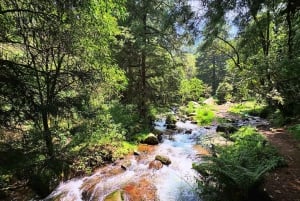 Mexico City: Guided Hike in the Dinamos Forest