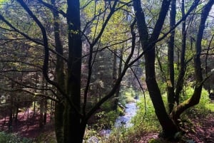 Mexico City: Guided Hike in the Dinamos Forest