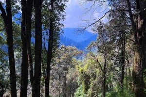 Mexico City: Guided Hike in the Dinamos Forest