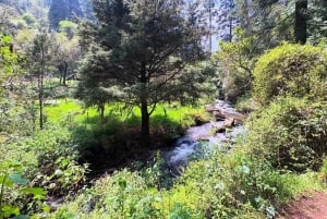 Mexico City: Guided Hike in the Dinamos Forest