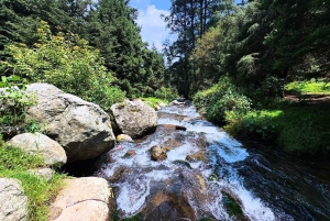 Mexico City: Guided Hike in the Dinamos Forest