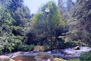 Mexico City: Guided Hike in the Dinamos Forest