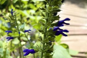 Mexico City: Guided Hike in the Dinamos Forest