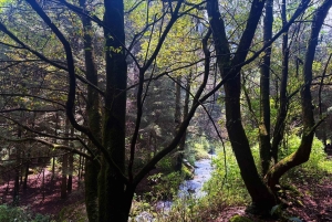 Ciudad de México: Caminata guiada en el Bosque de los Dinamos
