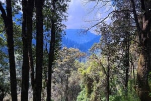 Ciudad de México: Caminata guiada en el Bosque de los Dinamos
