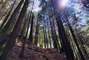 Ciudad de México: Caminata guiada en el Bosque de los Dinamos