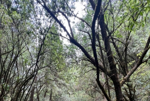 Ciudad de México: Hiking tour a Desierto de los leones