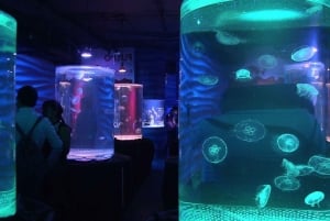 Ciudad de México: Acuario Inbursa opcional Traslado de ida y vuelta