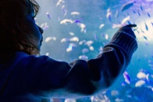 Ciudad de México: Acuario Inbursa opcional Traslado de ida y vuelta