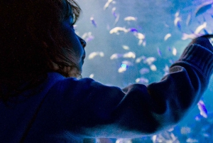 Mexico City: Inbursa Aquarium optional Round trip transfer