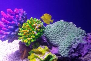 Mexico City: Inbursa Aquarium optional Round trip transfer