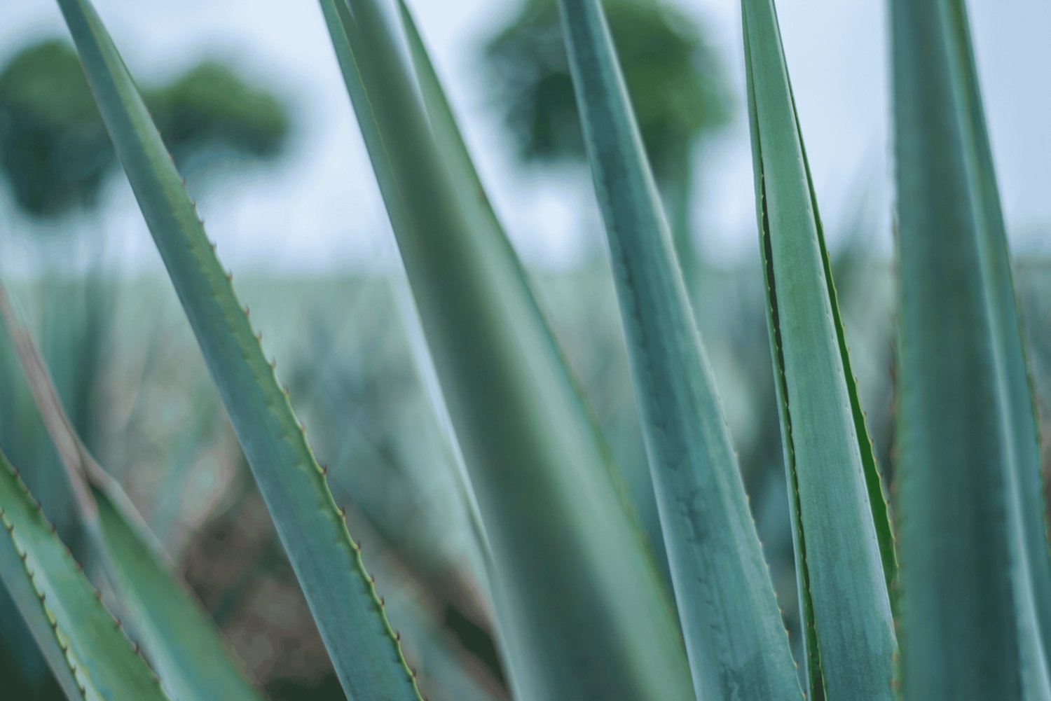 Mexico City: Mezcal Tasting and Market Tour with Lunch