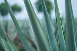 Mexico City: Mezcal Tasting and Market Tour with Lunch