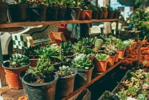 Ciudad de México: Cata de Mezcal y Visita al Mercado con Comida