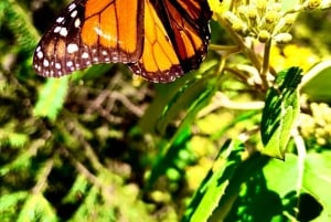 Mexico City: Monarch Butterfly Sanctuary Day Tour