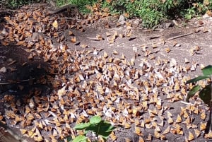 Mexico City: Monarch Butterfly Sanctuary Visit with Transfer