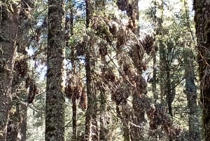 Mexico City: Monarch Butterfly Sanctuary Visit with Transfer