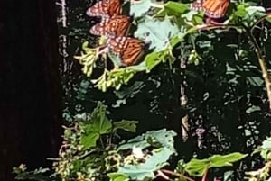 Mexico City: Monarch Butterfly Sanctuary Visit with Transfer