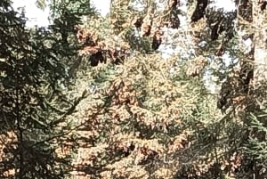 Mexico City: Monarch Butterfly Sanctuary Visit with Transfer