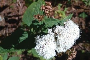 Mexico City: Monarch Butterfly Sanctuary Visit with Transfer