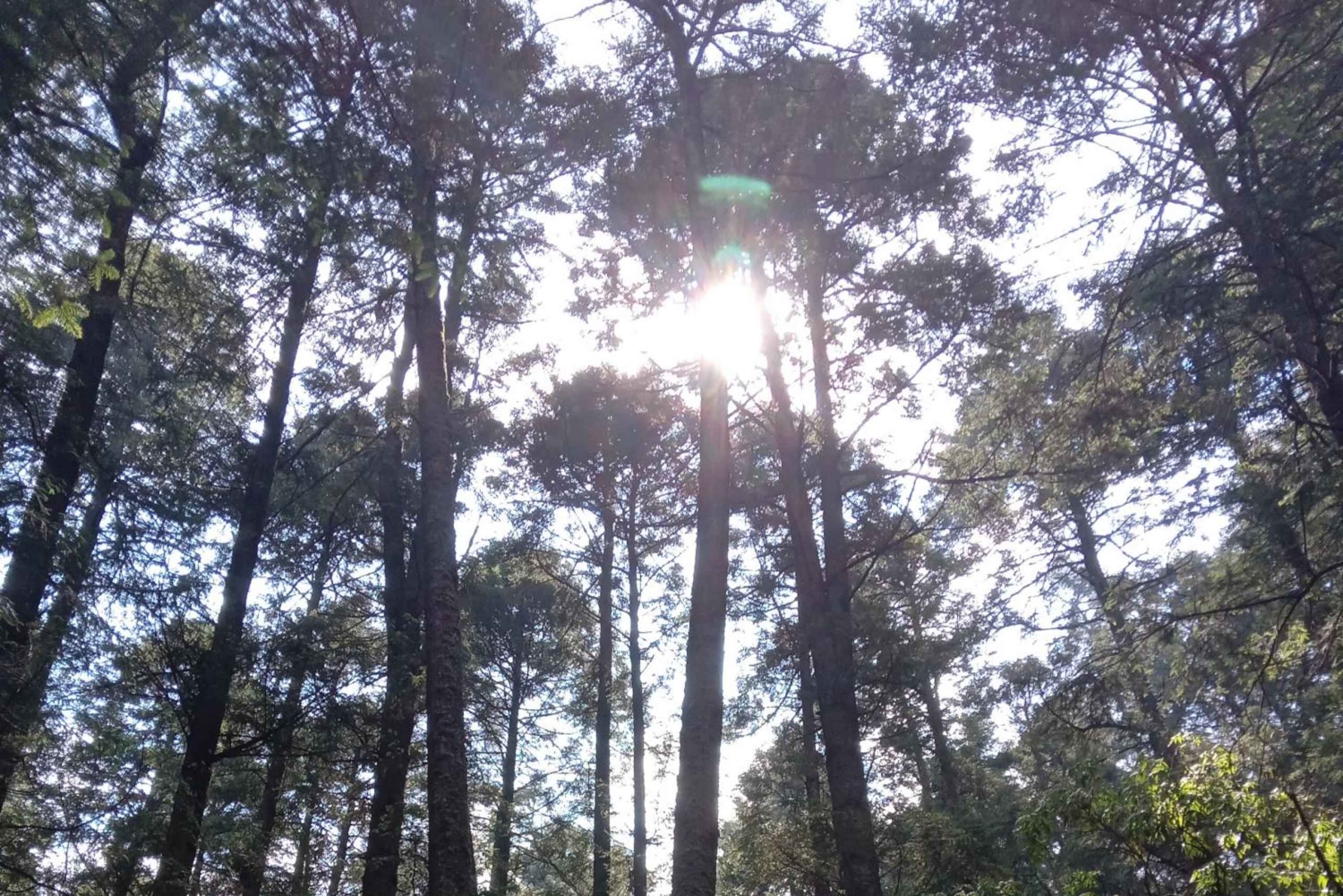 Ciudad de México: Senderismo Matutino en el Mirador Coconetla