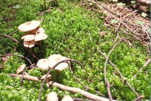 Ciudad de México: Senderismo Matutino en el Mirador Coconetla