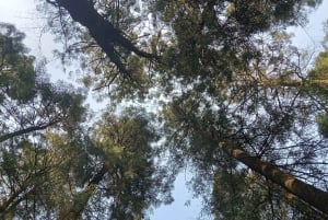 Ciudad de México: Senderismo Matutino en el Mirador Coconetla