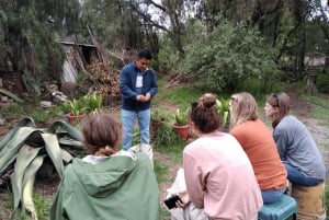 Ciudad de México: Tour a Teotihuacan y almuerzo vegano/vegetariano casero
