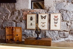 Mexico City: Xochimilco, Coyoacan & Frida Kahlo Private Tour