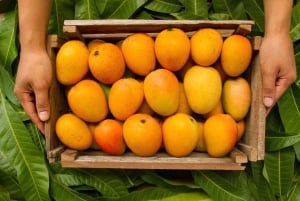 Mexico's Tropical Fruit Guided Tasting in Mexico City