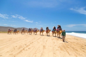 Migriño: Beach and Desert Camel Tour with Tacos and Tequila