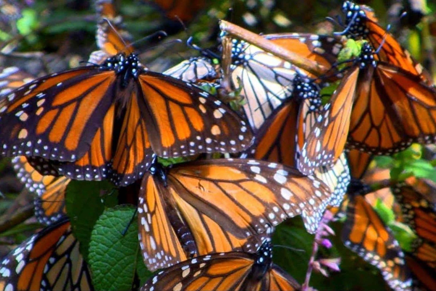 Mariposa Monarca: Reserva de la Biosfera y Ciudad de Navidad