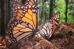 Monarch Butterfly Mexico Reserve Sanctuary & Valle de Bravo