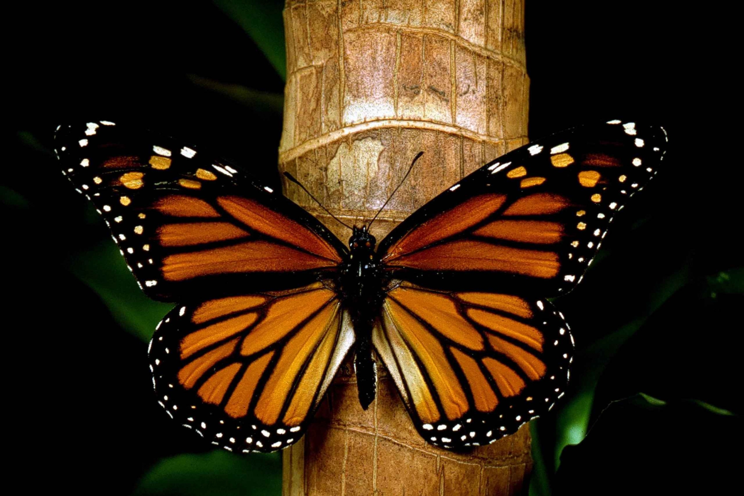 Monarch Butterfly Sanctuary Tour