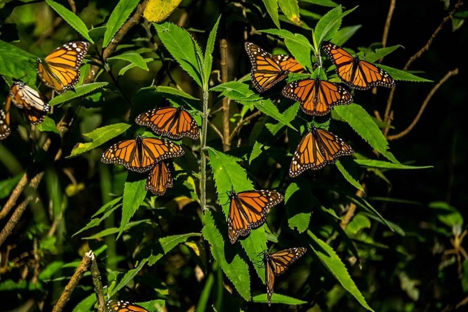 Excursión al Santuario de la Mariposa Monarca desde Ciudad de México