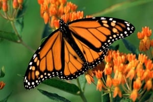 Monarch Butterfly Sanctuary Tour from Mexico City