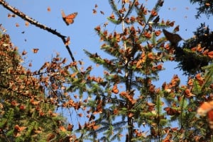 Monarch Butterfly Sanctuary Tour from Mexico City