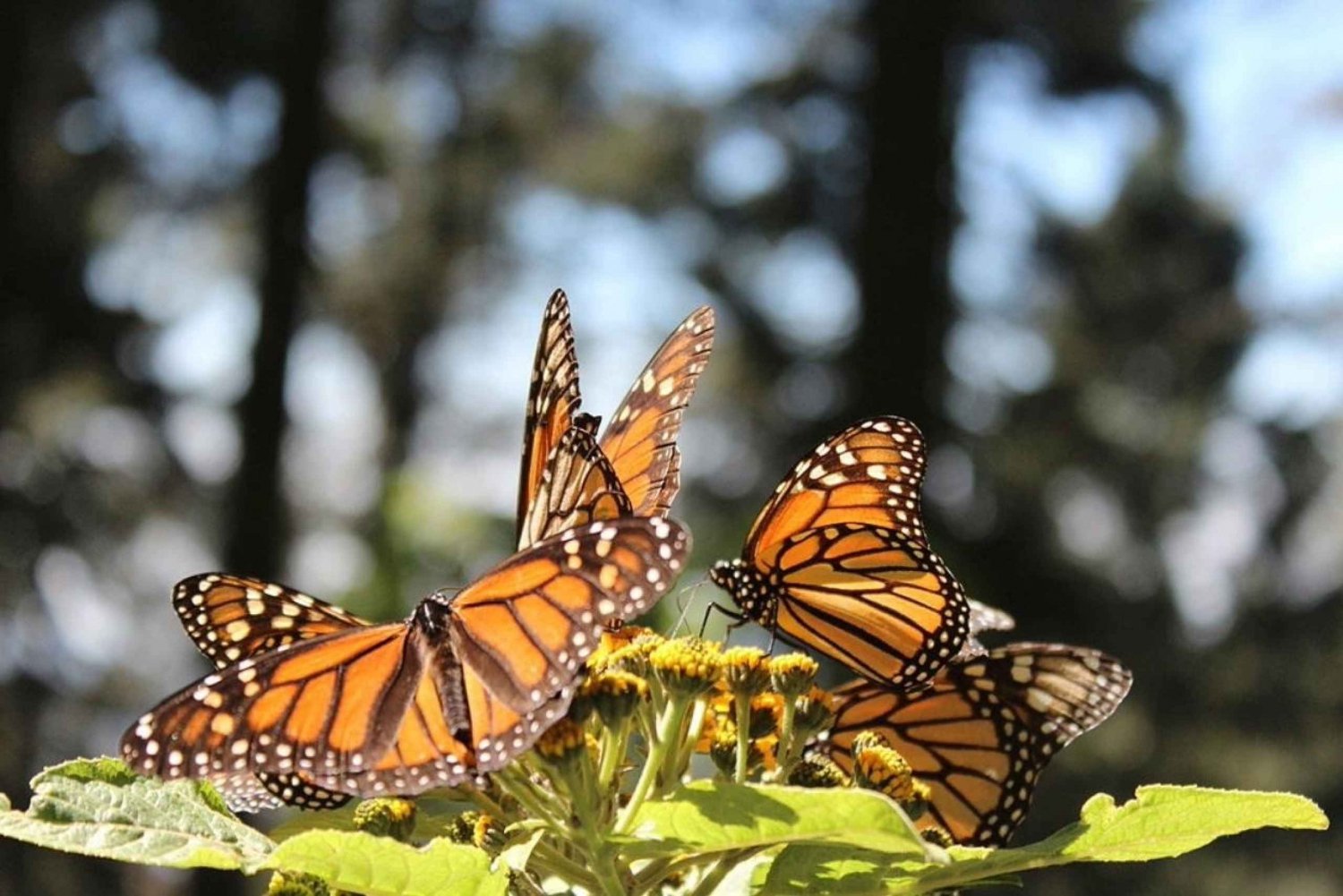 Ciudad de México: Mariposas Monarca, Sierra Chincua y Angangueo