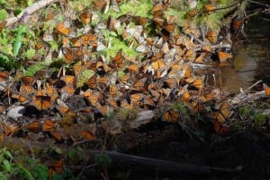 Ciudad de México: Mariposas Monarca, Sierra Chincua y Angangueo